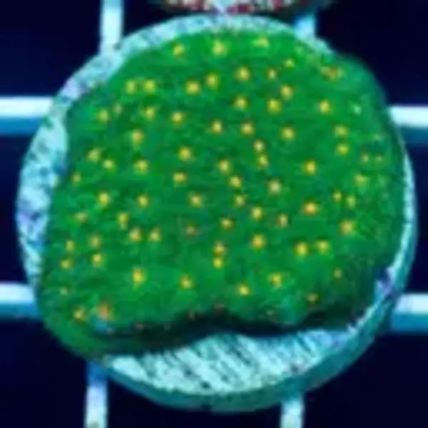  Pumpkin Patch Psammocora