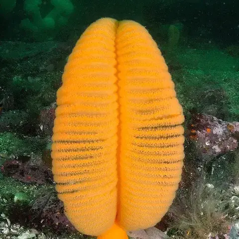 Orange Seapen ( Ptilosarcus Gurneyi )