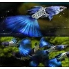 Metal Snakeskin Blue Tail Guppy