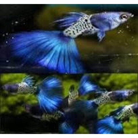 Metal Snakeskin Blue Tail Guppy