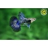 Blue Dragon Big Ear Guppy