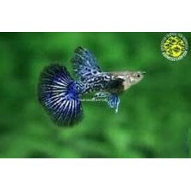  Blue Dragon Big Ear Guppy