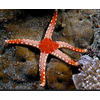 Necklace Starfish ( FROMIA MONILIS )