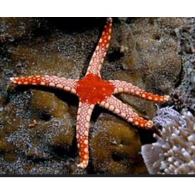  Necklace Starfish ( FROMIA MONILIS )