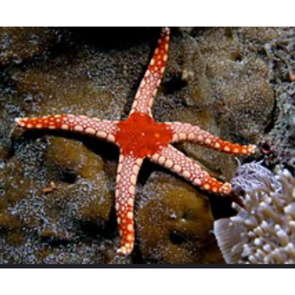  Necklace Starfish ( FROMIA MONILIS )