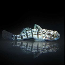  Biota Captive Bred Bullet Goby (Sleeper Banded Goby / Dragon Goby )