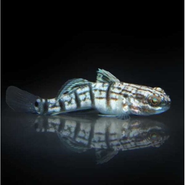  Biota Captive Bred Bullet Goby (Sleeper Banded Goby / Dragon Goby )