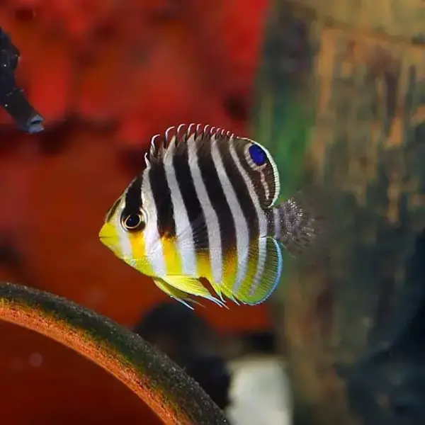  Biota Captive Bred Multibarred Angelfish ( Paracentropyge multifasciata )