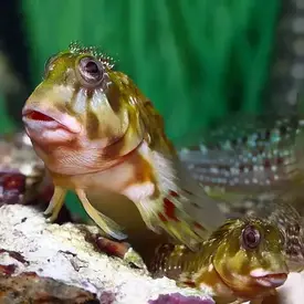  Biota Captive Bred Molly Miller Blenny ( Will Eat Aiptasia Sometimes)