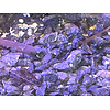Seachem Flourite Black Gravel 7kg