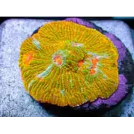  Orange Convict Chalice Frag