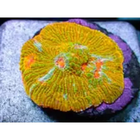 Orange Convict Chalice Frag