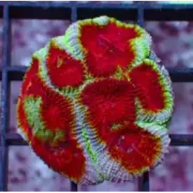  Blood Moon Favia Frag