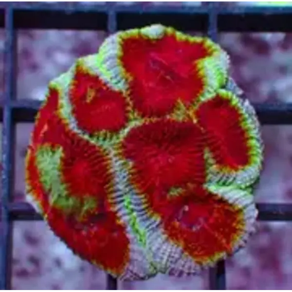  Blood Moon Favia Frag