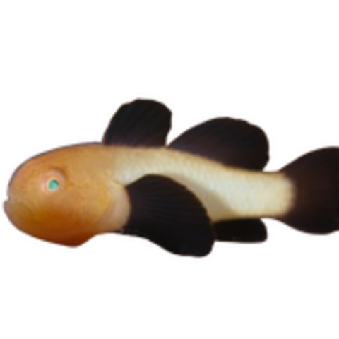 Panda Goby