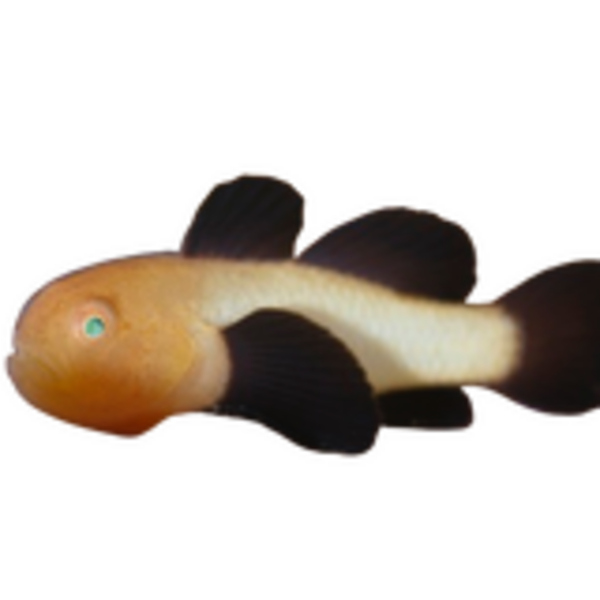  Panda Goby