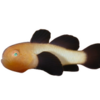 Panda Goby