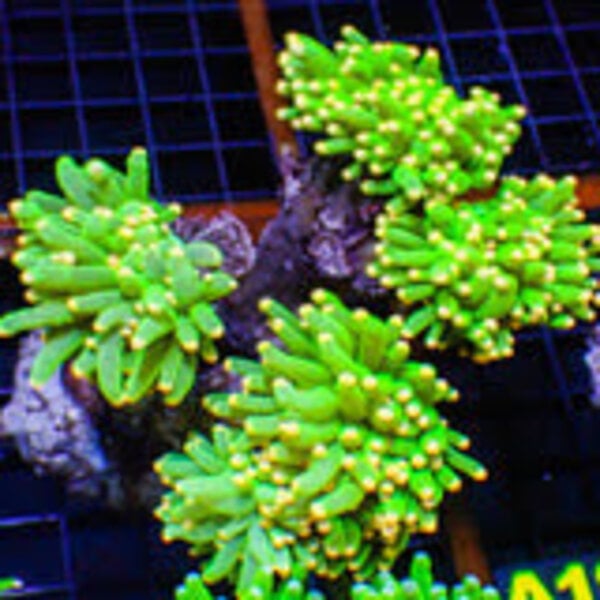  WYSIWYG Torch Colony