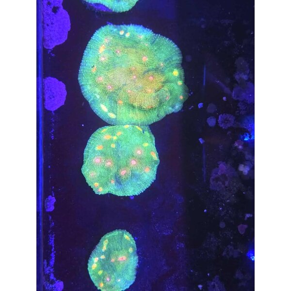  Mummy Eye Chalice Colony