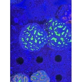  Green Radio Active Favia