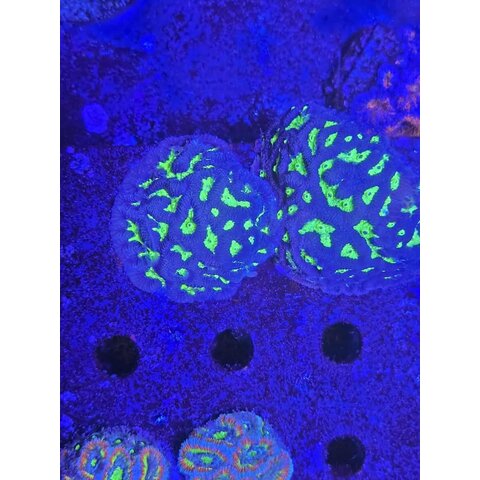 Green Radio Active Favia