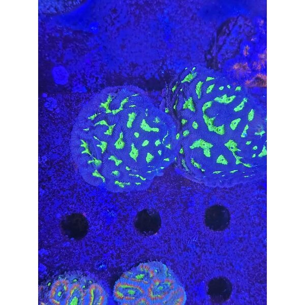  Green Radio Active Favia