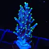 PacMan Acropora Frag