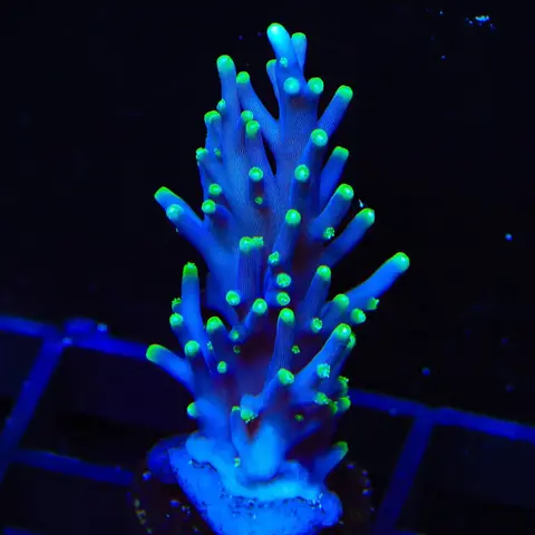 PacMan Acropora Frag
