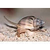 Mud Snail ( Nassarius vibex )