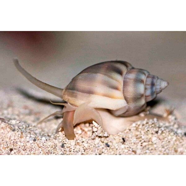  Mud Snail ( Nassarius vibex )