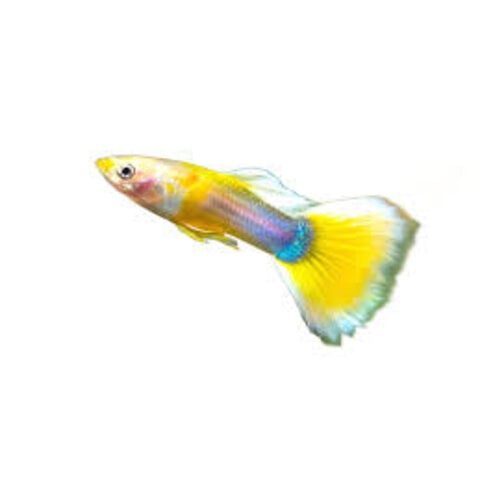 Yellow Pingu Guppy Male
