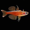 Paska Rainbowfish ( Paskai rainbow )