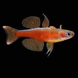  Paska Rainbowfish ( Paskai rainbow )