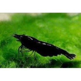  Black CoCo Shrimp FW ( Neocaridina heteropoda )