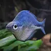 Kutubu Blue Rainbowfish ( Melanotaenia lacustris  )