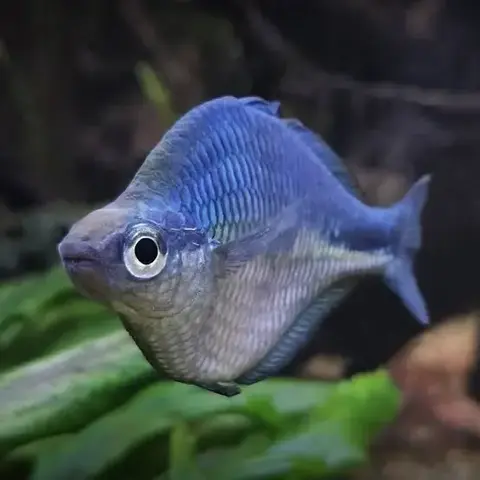 Kutubu Blue Rainbowfish ( Melanotaenia lacustris  )