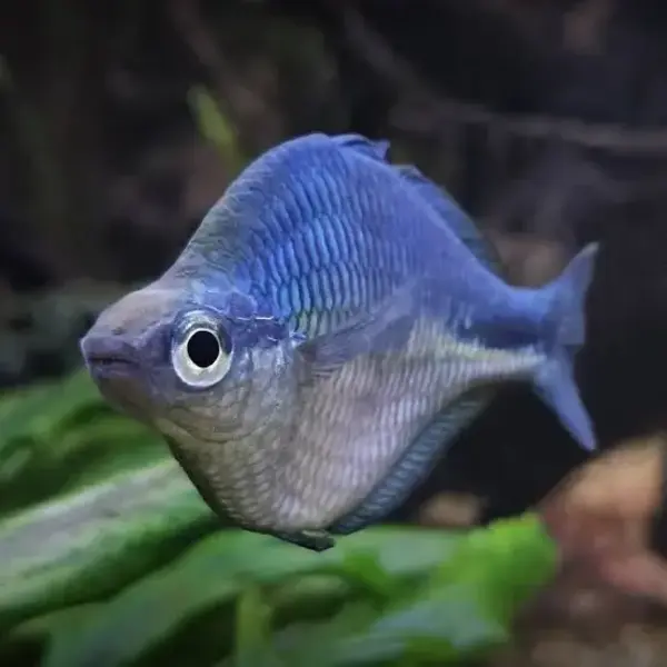  Kutubu Blue Rainbowfish ( Melanotaenia lacustris  )