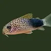 Smudge Spot Corydoras ( Corydoras similis )