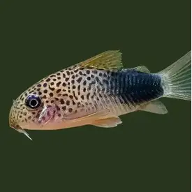  Smudge Spot Corydoras ( Corydoras similis )