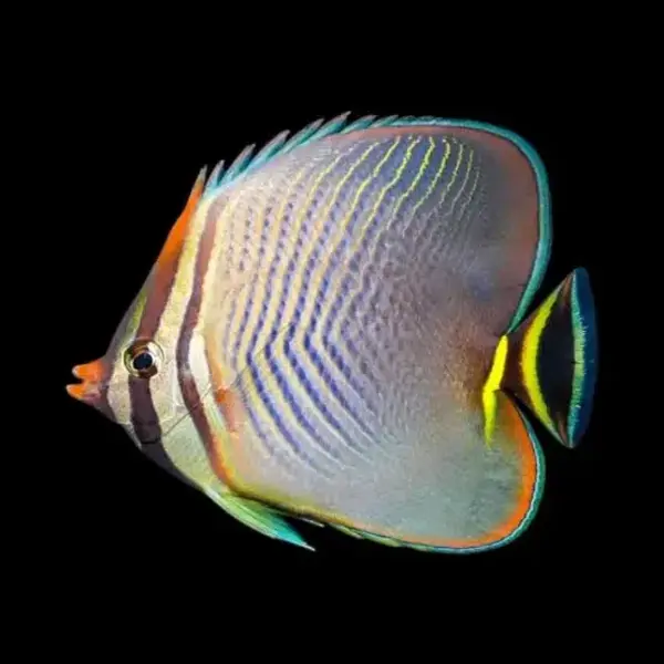  Eastern Triangle Butterfly Fish ( Chaetodon baronessa )
