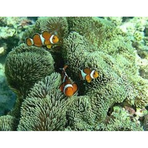 Carpet Anemone Green