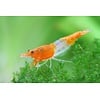 Orange Rili Shrimp FW ( Neocaridina davidi var. )