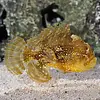Sargassum Frogfish