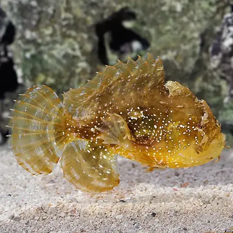 Sargassum Frogfish