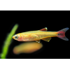 Golden White Cloud Minnow