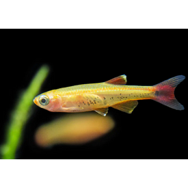 Golden White Cloud Minnow