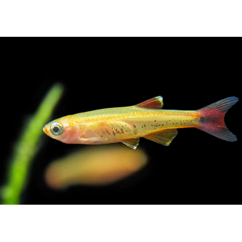 Golden White Cloud Minnow