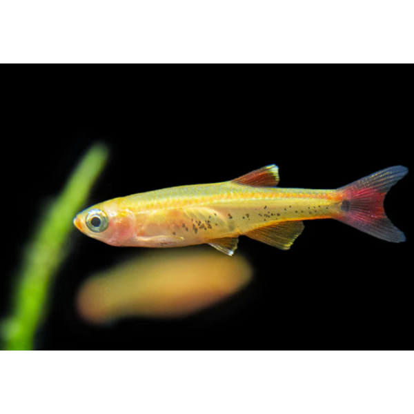  Golden White Cloud Minnow