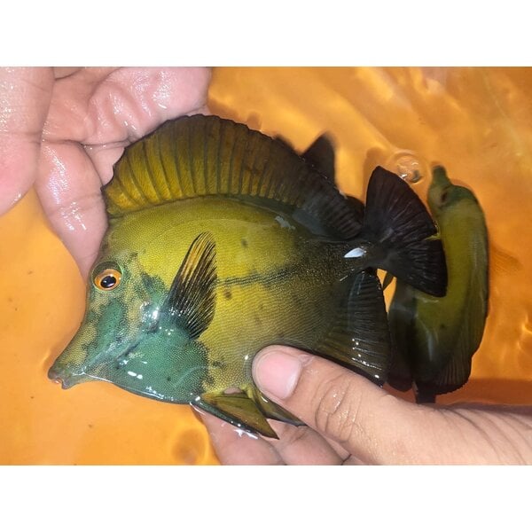  WYSIWYG Blue Face Scopas Tang