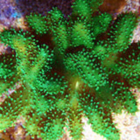  Green Lobophytum